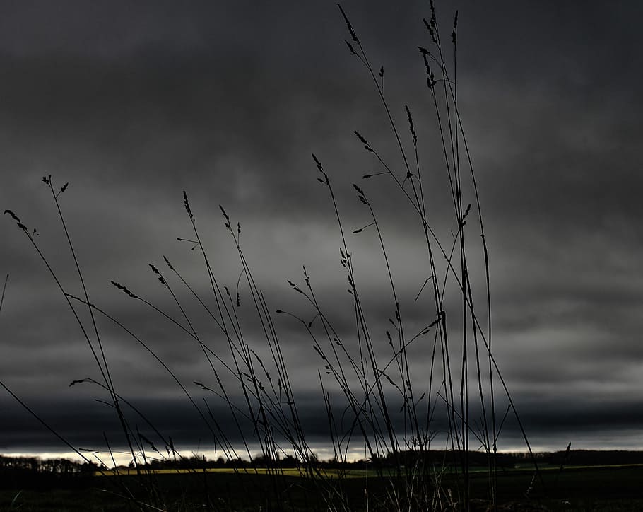 Weed, Plain, Stormy, Twilight, grey sky, grass, clouds, nature HD wallpaper