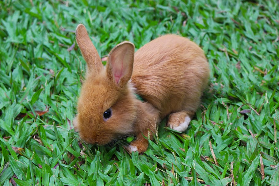 brown rabbit on grass, animal, baby rabbit, bunny, cute, nature, HD wallpaper