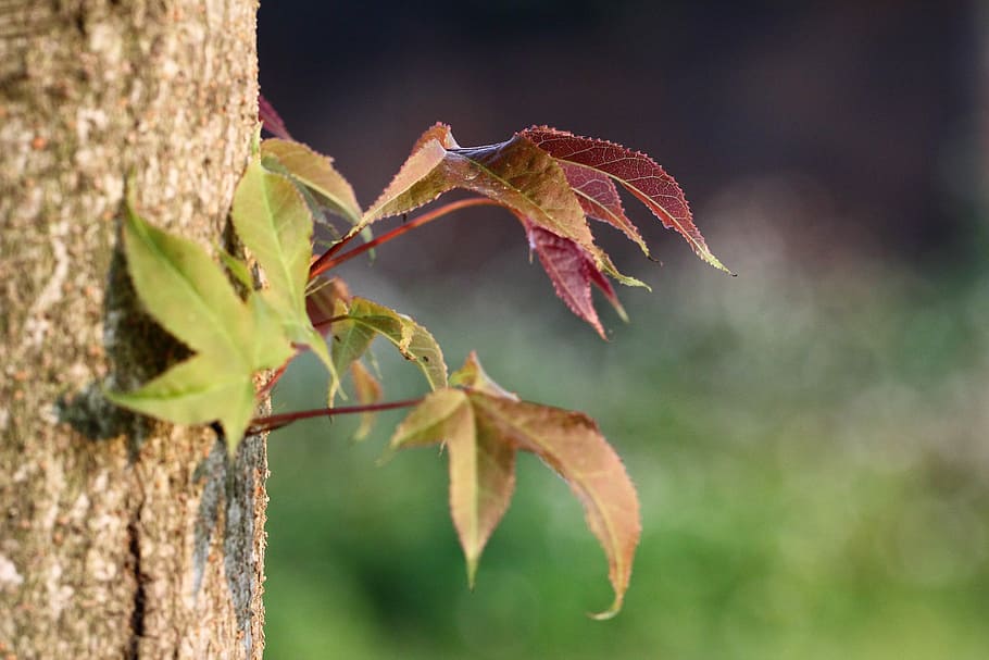 Leaf, Trees, Natural, nature, no people, outdoors, plant, green color HD wallpaper