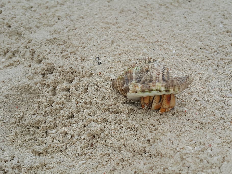 crab, sand, beach, tropical, sea, sandy beach, seashell, scallop HD wallpaper