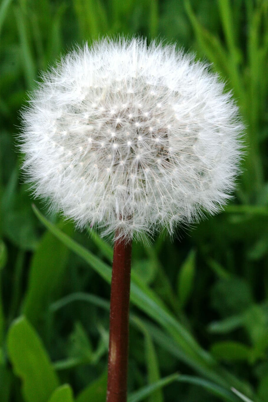 Dandelion, Flower, Nature, fragility, growth, plant, freshness HD wallpaper