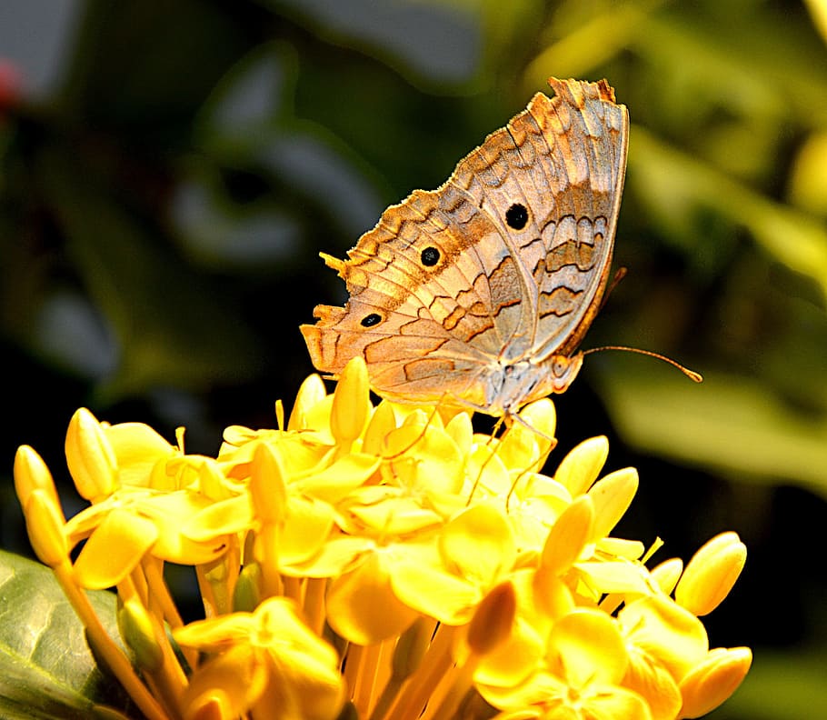 Butterfly, Nature, Close, one animal, animals in the wild, animal wildlife HD wallpaper