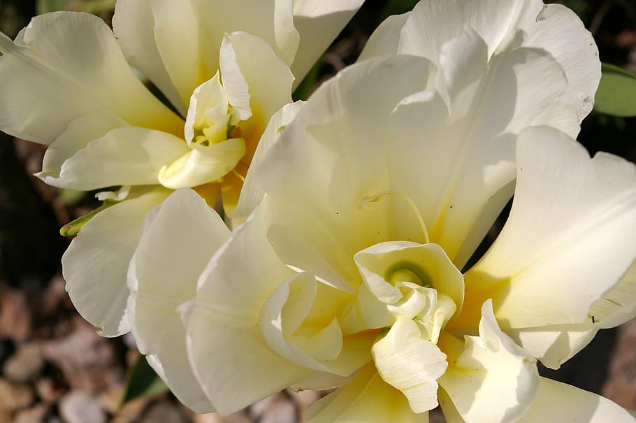 tulips, white tulips, spring, blossom, bloom, flower, garden HD wallpaper