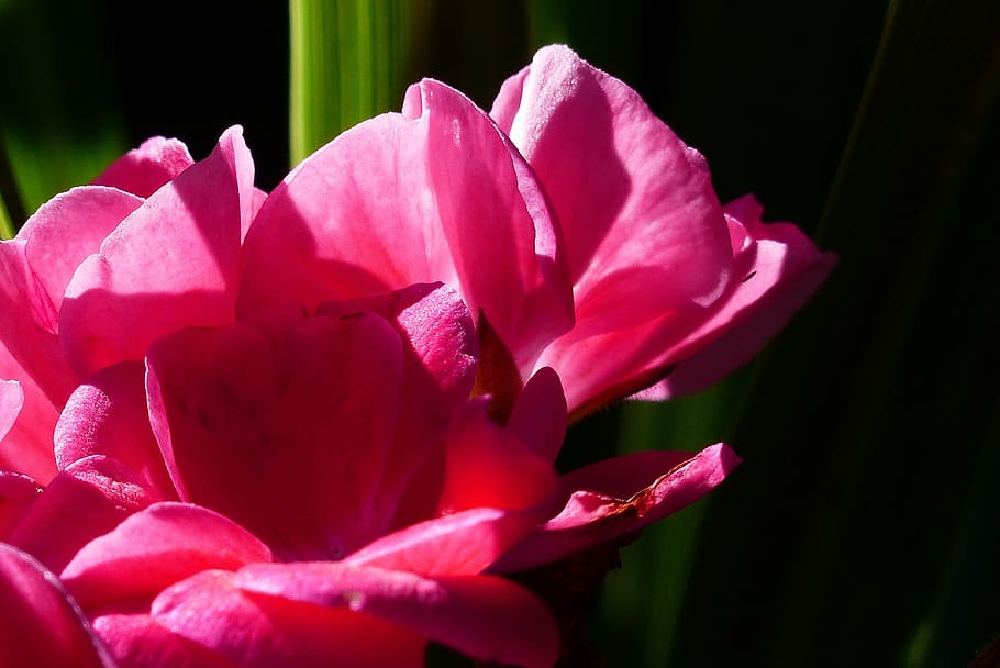 geranium, pink, garden, flower, plant, close-up, summer, nature HD wallpaper