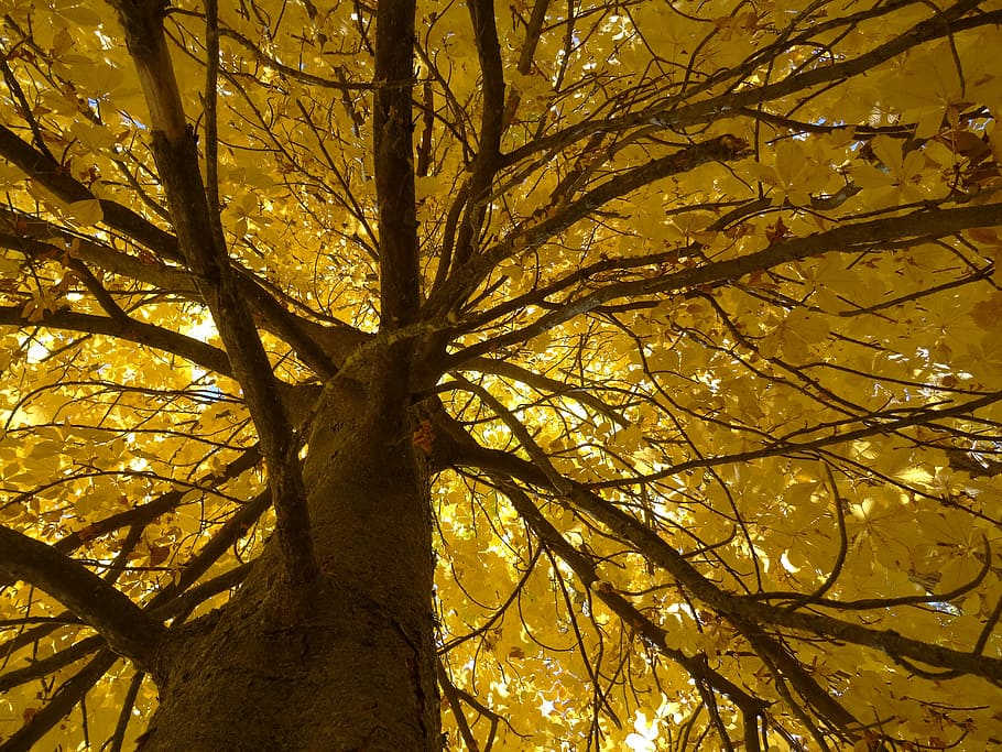 Tree, Autumn, Leaf, Trunk, golden autumn, fall color, branch HD wallpaper
