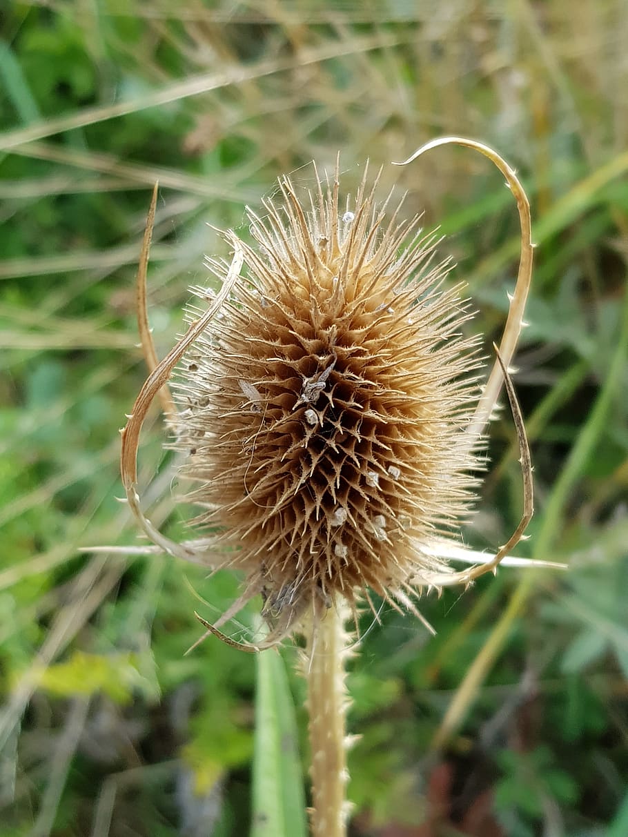 thistle, green, grass, nature, plant, focus on foreground, close-up HD wallpaper