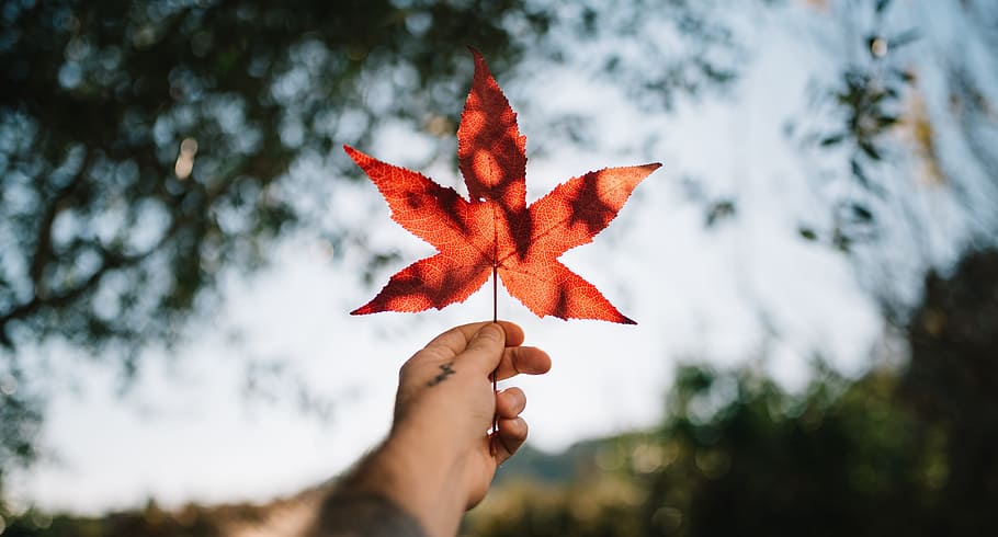 leaf, autumn, fall, nature, human hand, plant part, human body part HD wallpaper