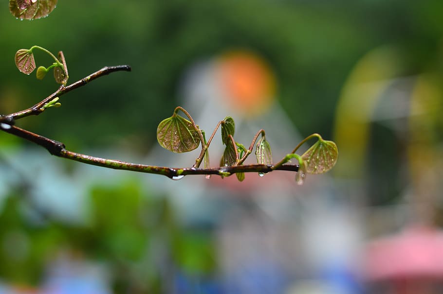 Ya, Xin, s, nature, leaf, close-up, plant, tree, macro, springtime HD wallpaper