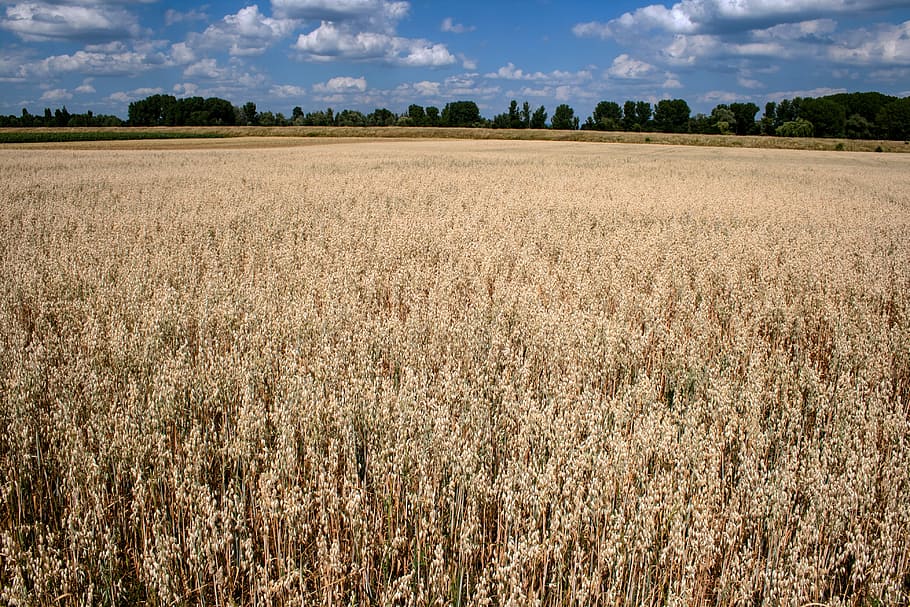 Clouds, Cereals, Field, summer sky, agriculture, cereal plant HD wallpaper