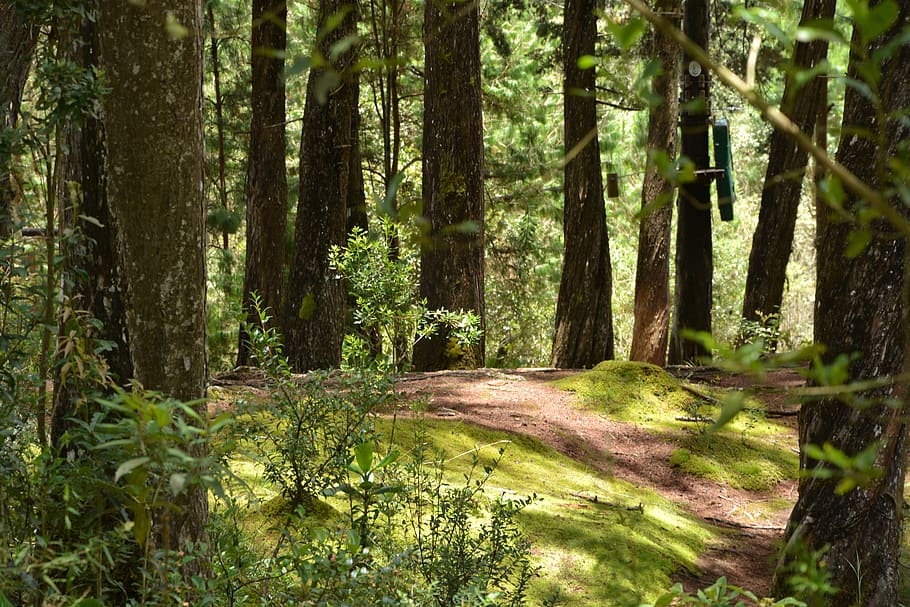 forest, dim light, landscape, tree, plant, tree trunk, growth HD wallpaper