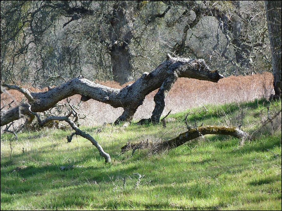 log, tree, fallen, dead, forest, environment, ecology, ecosystem HD wallpaper