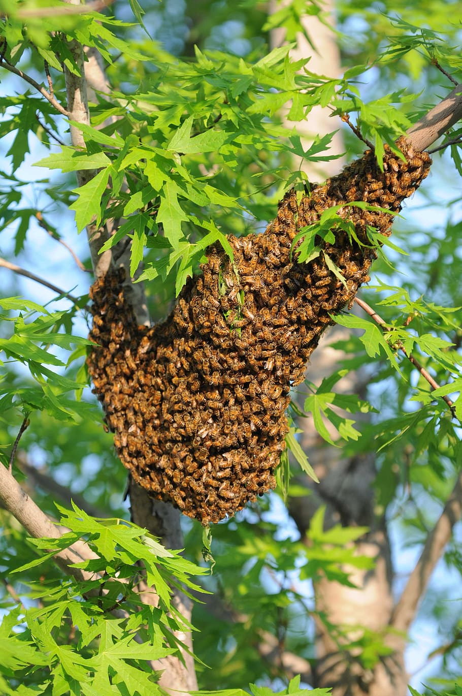 tree, flora, leaf, food, nature, bees, beehive, plant, growth HD wallpaper