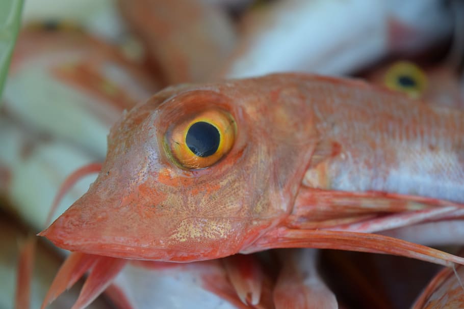 fish, red, sea, sea ​​fish, small, fish market, eat, cook HD wallpaper
