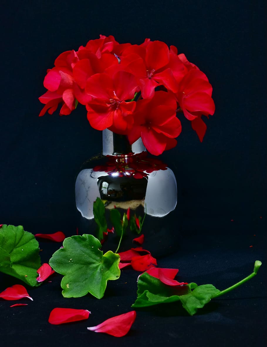 red flowers, geranium, pink, ornamental plant, balcony plant HD wallpaper