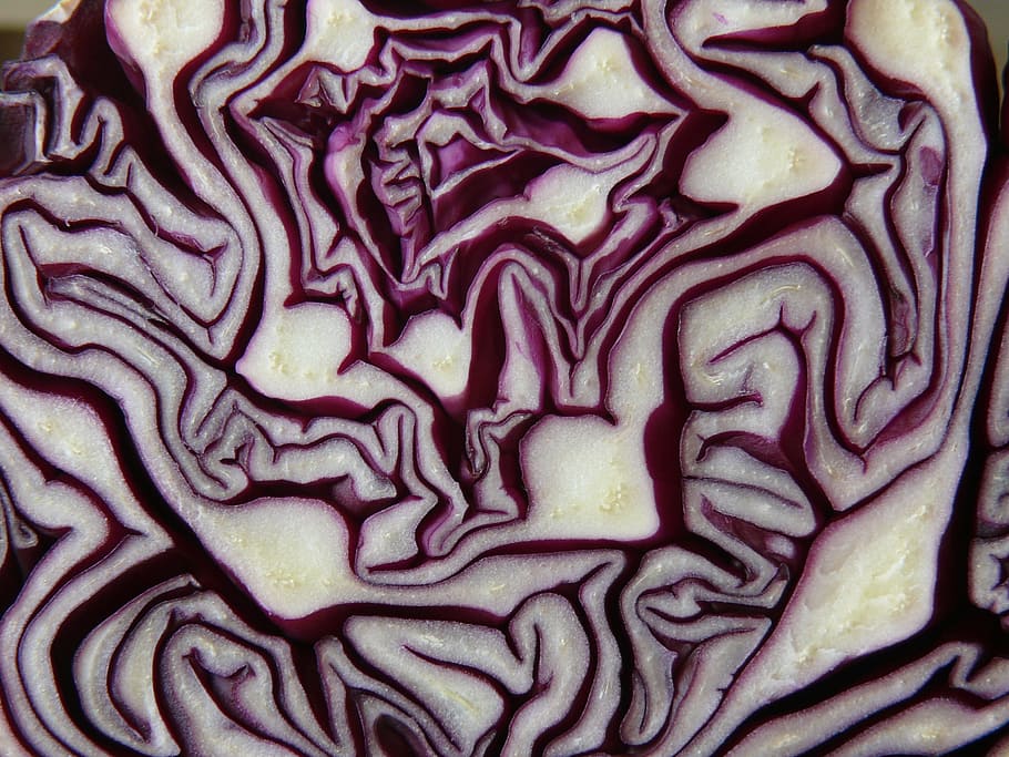 abstract painting, red cabbage, violet, blue, vegetables, cut HD wallpaper