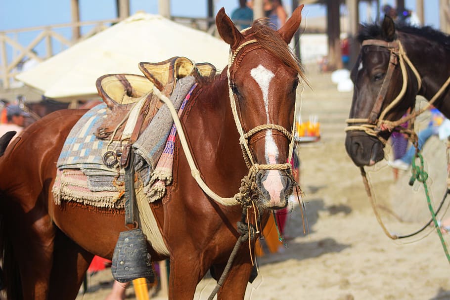 Horse, Nature, Animals, outdoors, riding, animal themes, domestic animals HD wallpaper