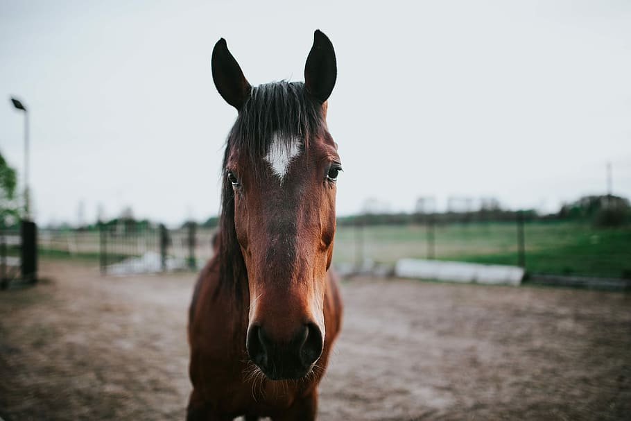 Portrait of a horse, animal, brown, nature, farm, mammal, outdoors, HD wallpaper
