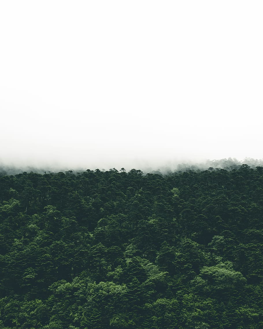 photo of green trees during foggy day, aerial photography of green forest