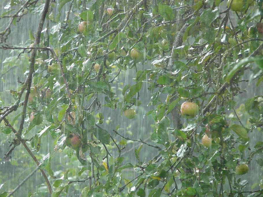 downpour, rainstorm, shiver, wet, water, tree, apple tree, raindrop