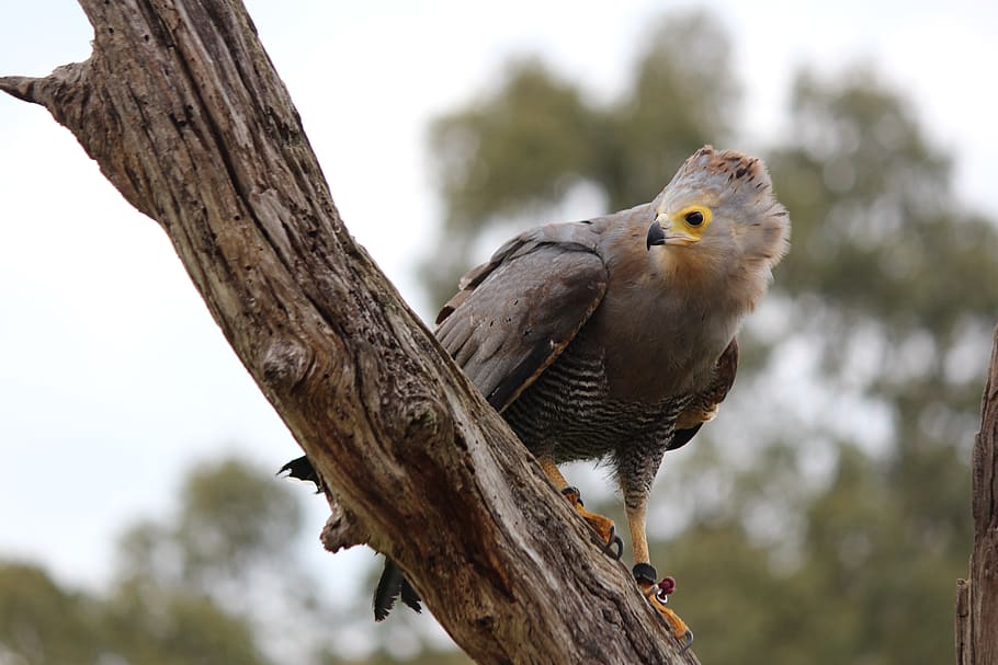 hawk, bird, predator, wildlife, eagle, hunter, tree, animal HD wallpaper