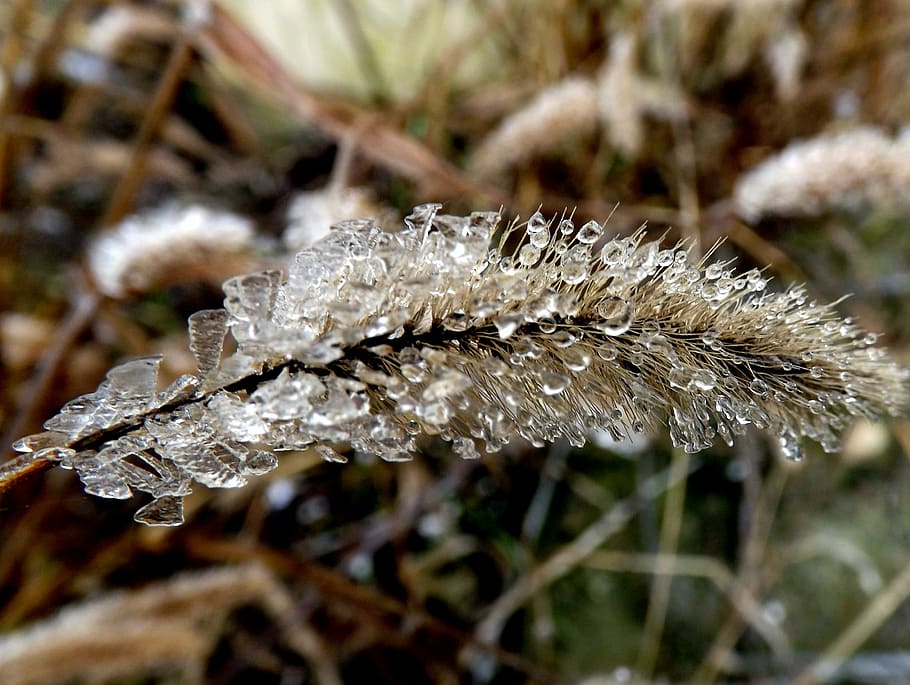 Grass, Iced, Plant, Ice, Water, Winter, drop, cold, nature HD wallpaper