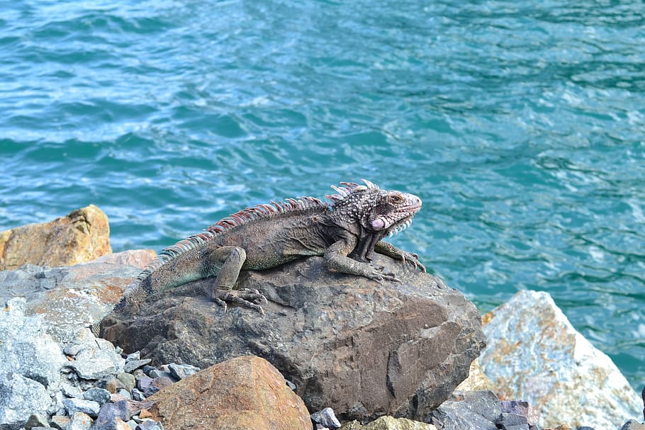 animals, exotic, iguana, reptile, nature, lizard, wildlife HD wallpaper