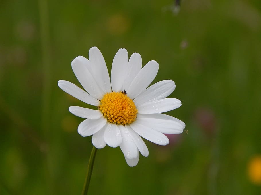 margarite, flower, white, bloom, nature, summer, daisy, plant HD wallpaper