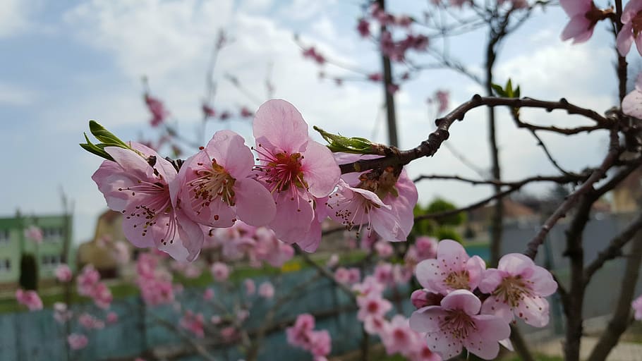 spring, ovocny tree, flowers, pink Color, nature, petal, branch HD wallpaper