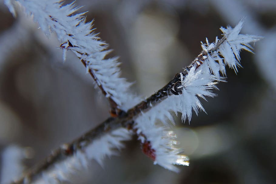 Tree, Branch, White, Cover, Snow, all white, winter, cold, beautiful HD wallpaper