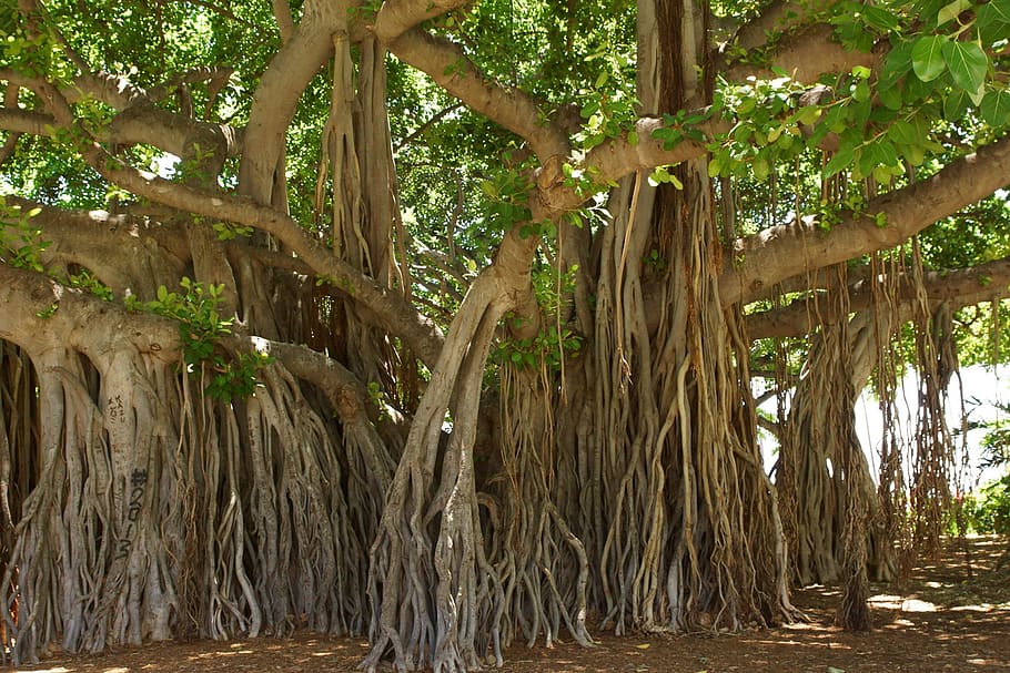 Banyan tree 1080P, 2K, 4K, 5K HD wallpapers free download | Wallpaper Flare