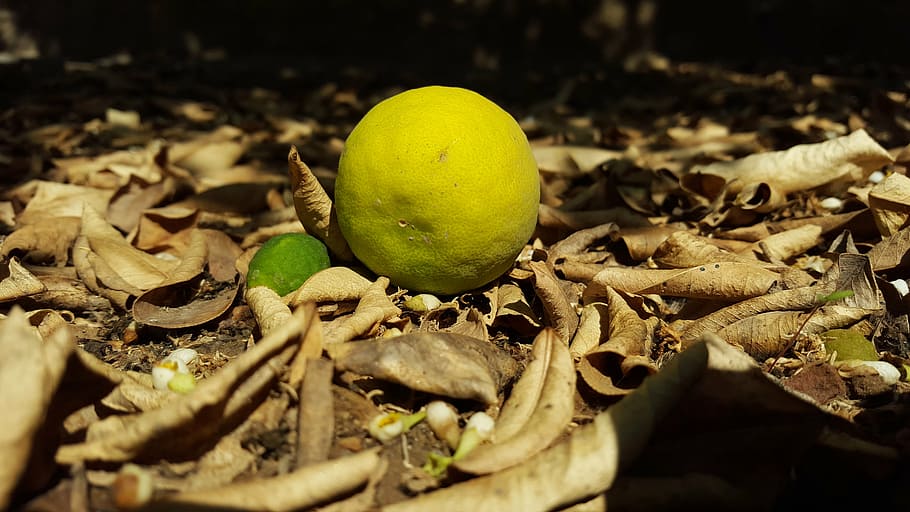lemon, garden, leaves, leaf, nature, autumn, food, yellow, fruit HD wallpaper