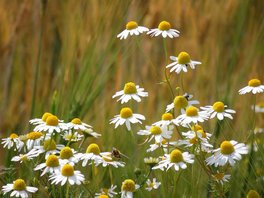 Chamomile, Cornfield, Plant, summer, nature, daisy, flower HD wallpaper