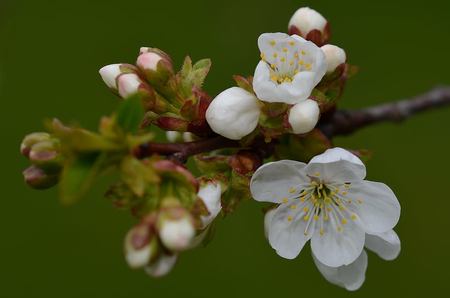 twig, macro, bud, spring flowers, white flower, tree branches HD wallpaper