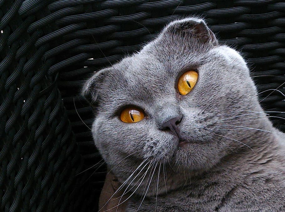 gray fur cat, scottish fold, breed cat, cat kitten, animals, cute animals, HD wallpaper