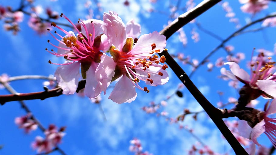 pink cherry blossoms, nature, tree, almond tree, buds, flower HD wallpaper