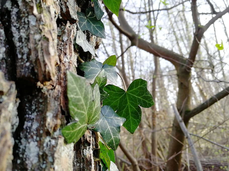 tree, leaf, nature, plant, plant part, growth, trunk, tree trunk HD wallpaper