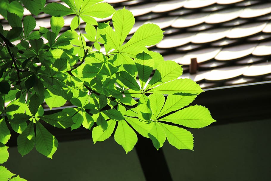 chestnut, top, light shadow, sunlight, leaf, plant part, green color HD wallpaper
