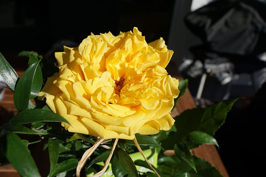 rose, yellow, flower, spring, fragrance, aroma, perfume, active substance HD wallpaper