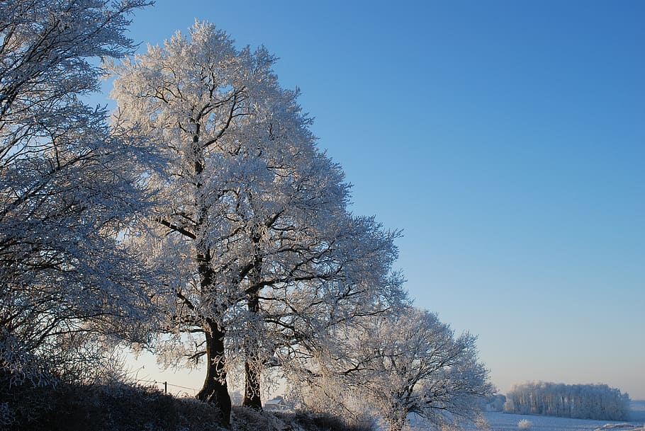 nature, ice, tree, winter, gel, cold, trees, landscapes, frost HD wallpaper