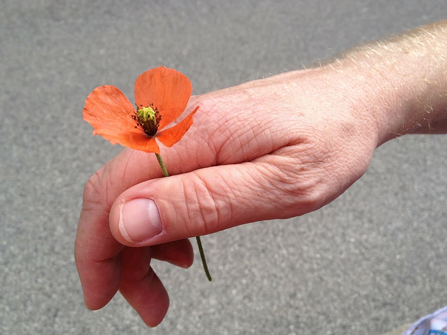 love, road, curious, nature, human Hand, flower, human body part HD wallpaper