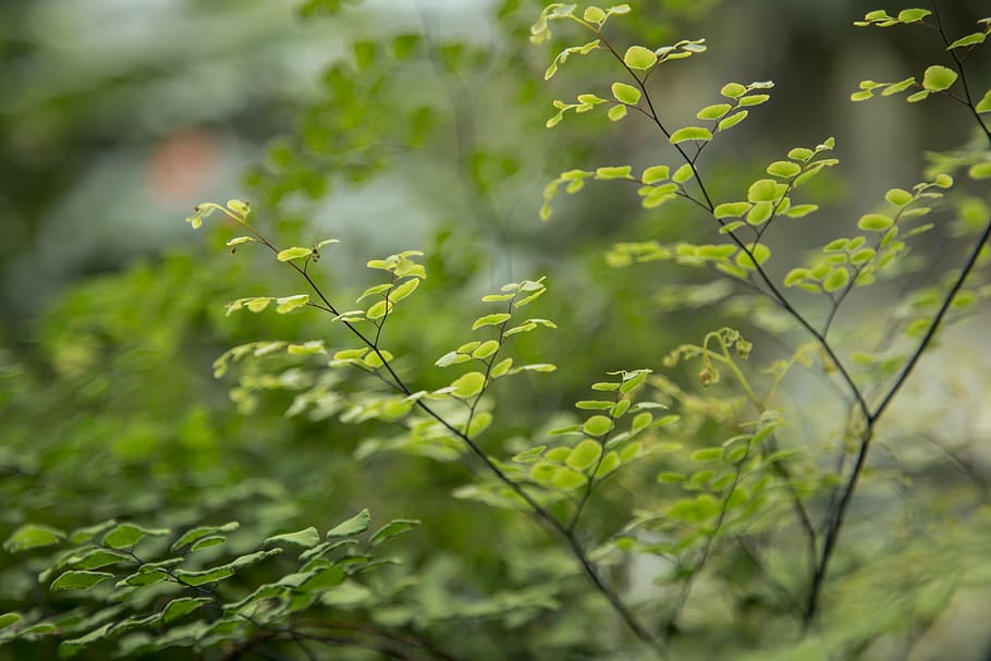 tiny, leaves, botanical, green, leaf, nature, small, plant HD wallpaper