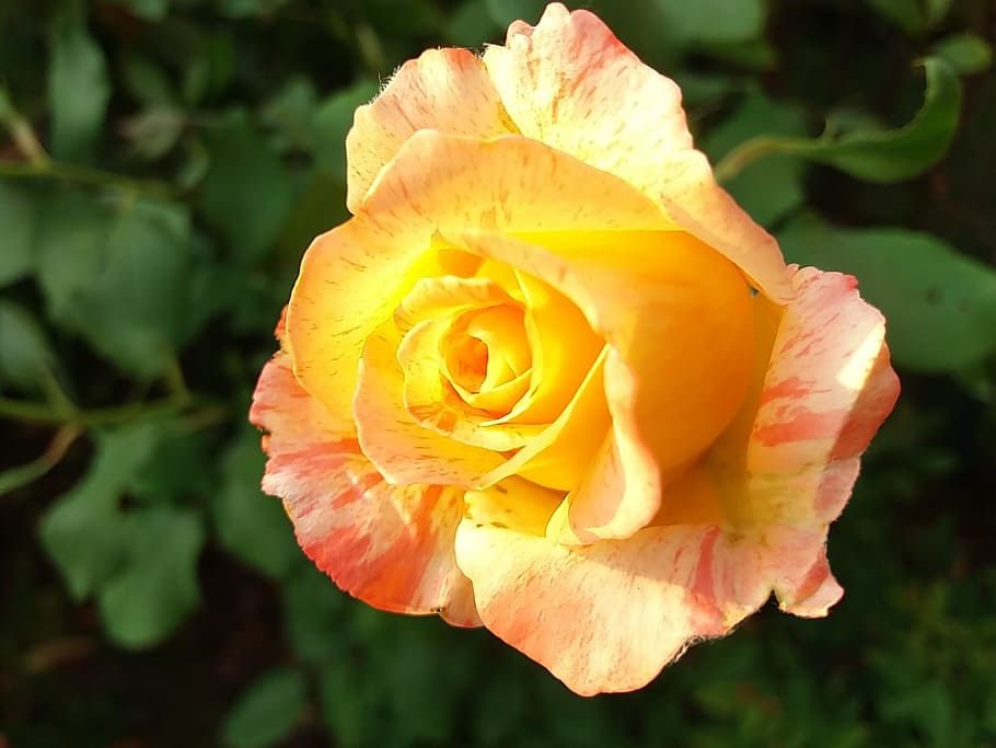 Nature, Petals, rosa, flower, rose - flower, flower head, fragility HD wallpaper