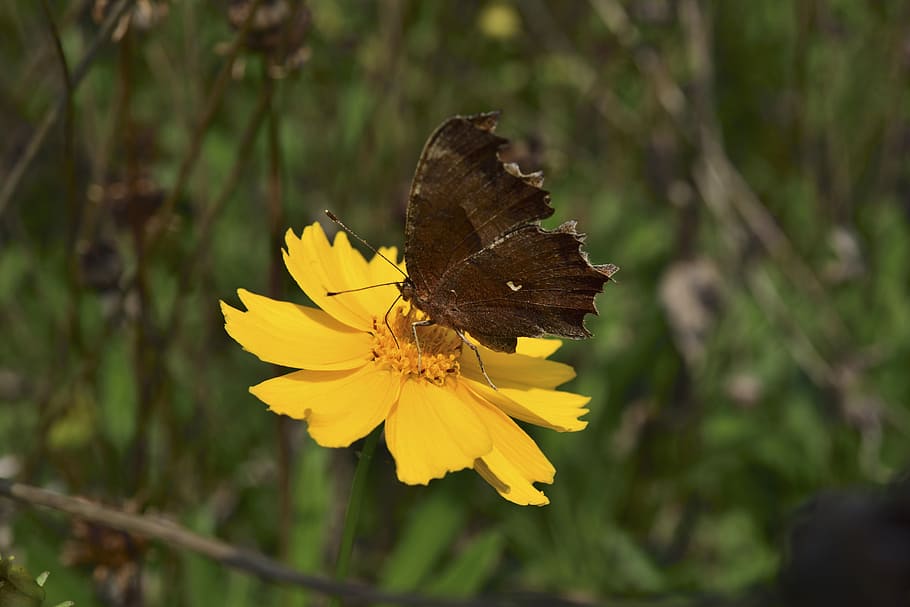 Flowers, Affix, Macro, Butterfly, insects, yellow, fragility HD wallpaper
