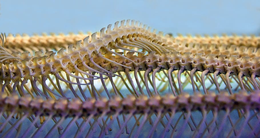 macro photography of animal skeleton, snake, spine, museum HD wallpaper