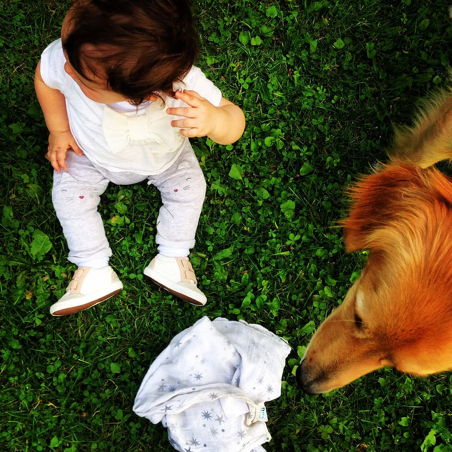 child, dog, grass, hovawart, sitting, summer, vertebrate, pets, HD wallpaper