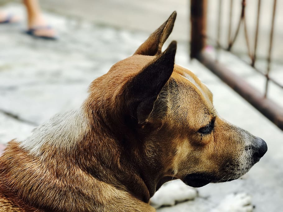 Dog, Animal, Pet, doggy, one animal, pets, domestic animals HD wallpaper