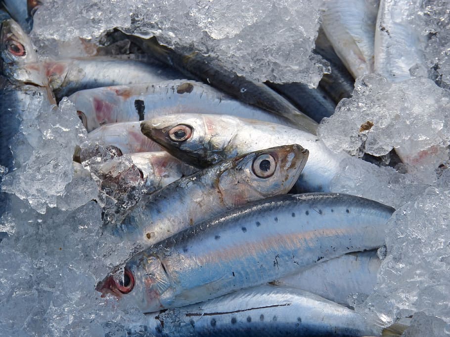 gray fishes, sardines, fresh fish, fresh sardines, seafood, vertebrate, HD wallpaper