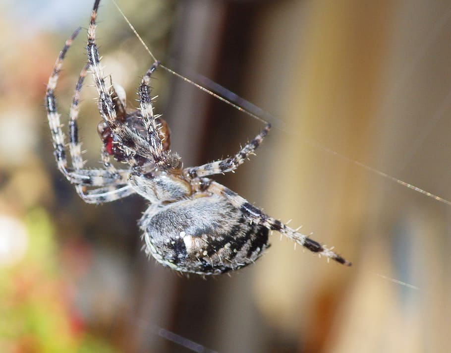 animal, spider, cobweb, invertebrate, insect, animals in the wild HD wallpaper