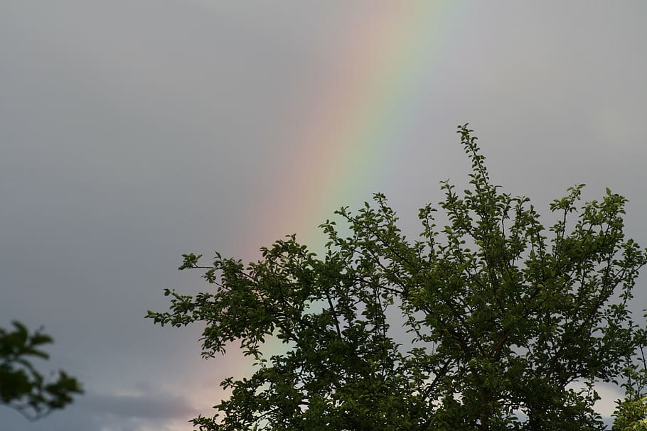 rainbow, tree, nature, plant, beauty in nature, sky, low angle view HD wallpaper