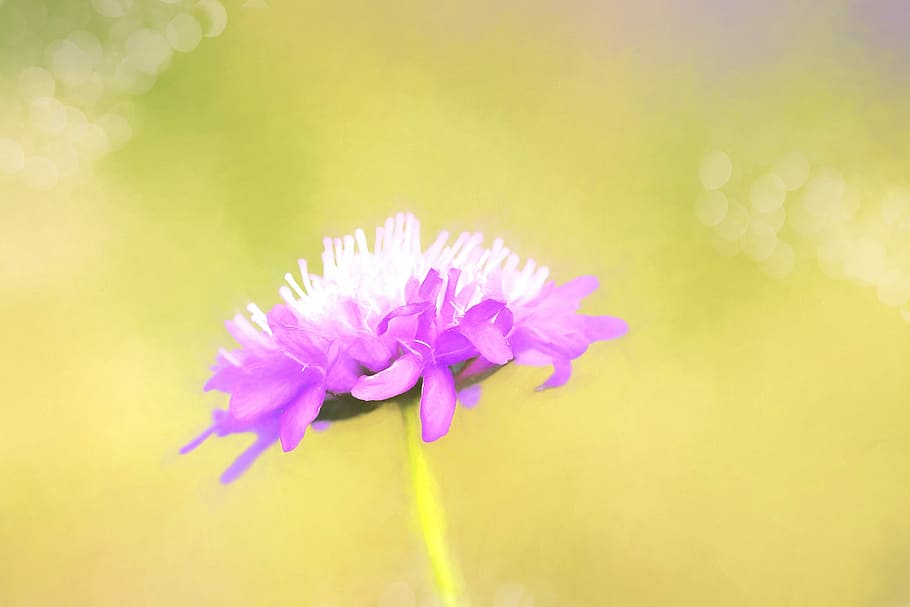 painting, image, painted, art, flower, pointed flower, plant HD wallpaper